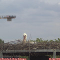 14_00-mast.jpg