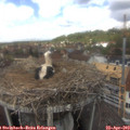 14_00-nest.jpg
