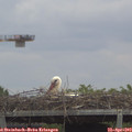 14_05-mast.jpg