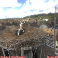 14_05-nest.jpg