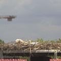 14_10-mast.jpg