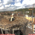 14_10-nest.jpg