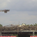 14_15-mast.jpg
