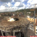 14_15-nest.jpg