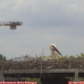 14_20-mast.jpg