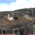14_20-nest.jpg