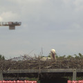 14_30-mast.jpg