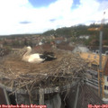 14_40-nest.jpg