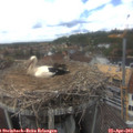 14_45-nest.jpg