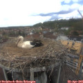 14_50-nest.jpg