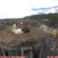 14_55-nest.jpg