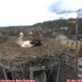 15_00-nest.jpg