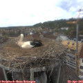 15_05-nest.jpg