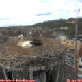 15_10-nest.jpg