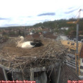 15_15-nest.jpg