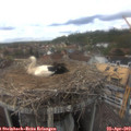 15_20-nest.jpg