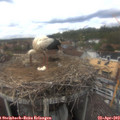 15_25-nest.jpg