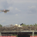 15_30-mast.jpg