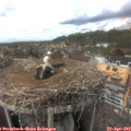 15_35-nest.jpg
