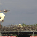 15_45-mast.jpg