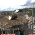 15_45-nest.jpg
