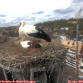 15_50-nest.jpg