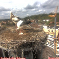 15_55-nest.jpg
