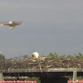 16_00-mast.jpg