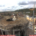 16_00-nest.jpg