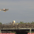 16_05-mast.jpg