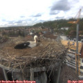 16_05-nest.jpg