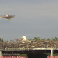 16_10-mast.jpg