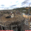 16_10-nest.jpg