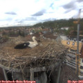 16_15-nest.jpg