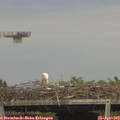 16_20-mast.jpg