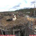 16_20-nest.jpg