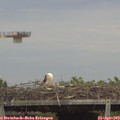 16_25-mast.jpg