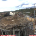 16_30-nest.jpg