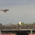 16_40-mast.jpg