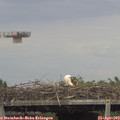 16_45-mast.jpg