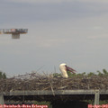 16_50-mast.jpg