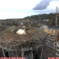 16_50-nest.jpg