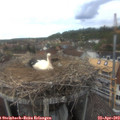 16_55-nest.jpg