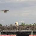 17_00-mast.jpg