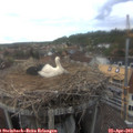 17_00-nest.jpg