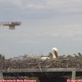 17_05-mast.jpg