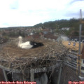 17_05-nest.jpg