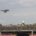 17_10-mast.jpg