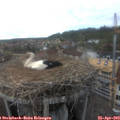 17_15-nest.jpg