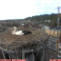 17_20-nest.jpg